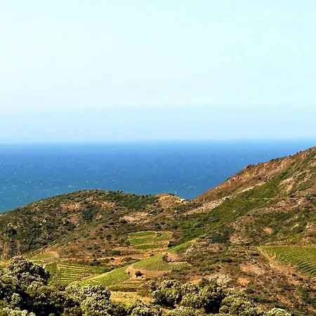 Orane * Argelès-sur-Mer
