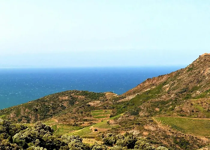 Orane * Argelès-sur-Mer